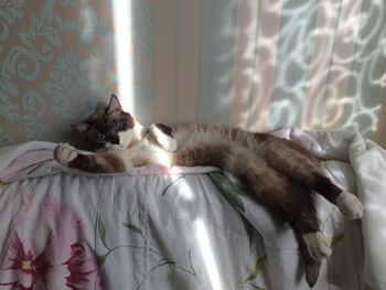 Cat relaxing on bed