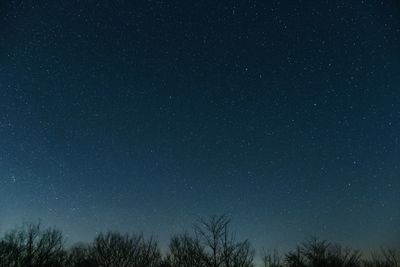 Low angle view of silhouette trees against star field at night