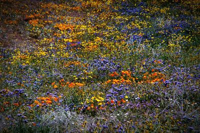 Yellow flowers blooming in field