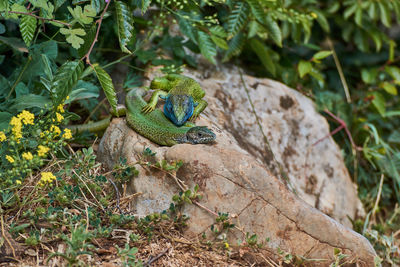 The european green lizard lacerta viridis