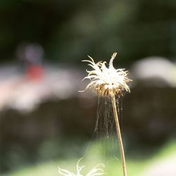 Close-up of plant against blurred background