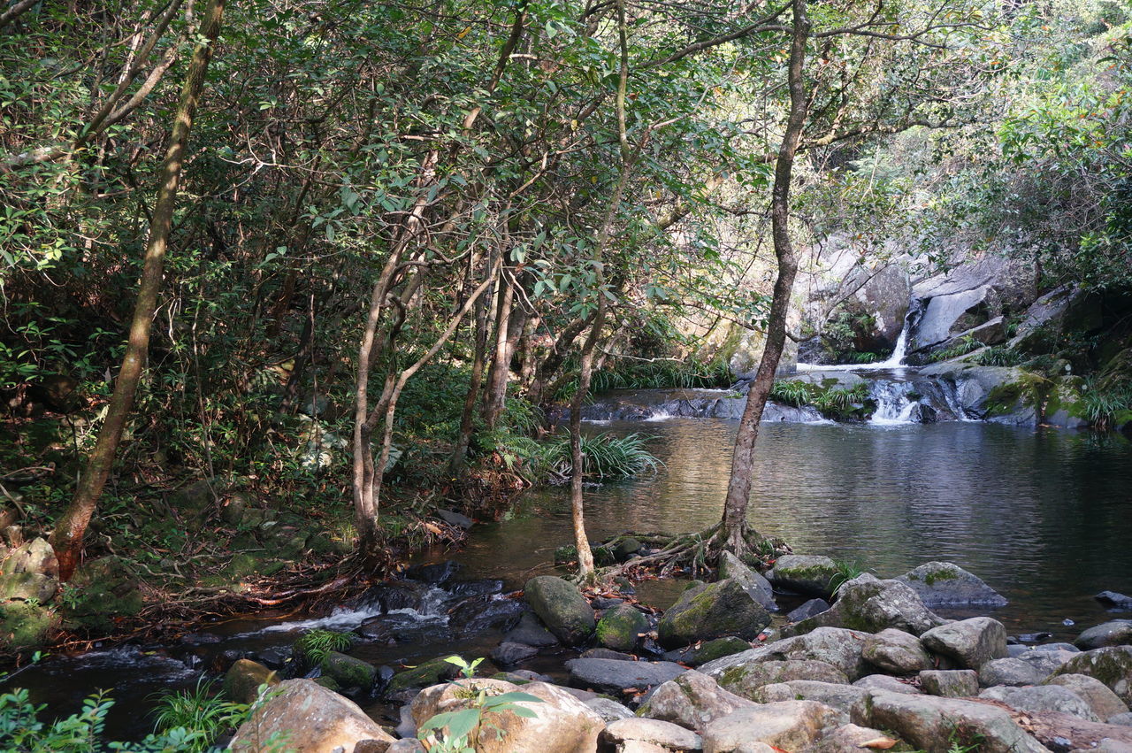 PLANTS GROWING ON RIVERBANK