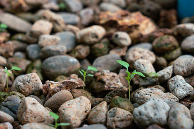 Full frame shot of rocks