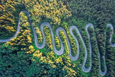 High angle view of various flowers on plant