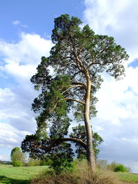 Low angle view of trees against cloudy sky