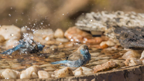 Close-up of birds perching in water