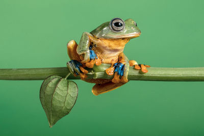 Close-up of frog on leaf