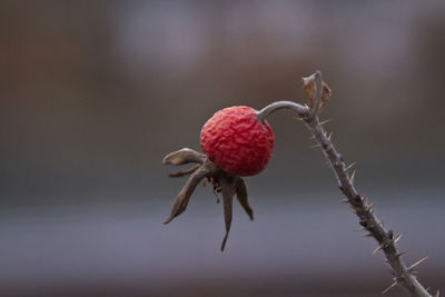 Close-up of dry berry on plant