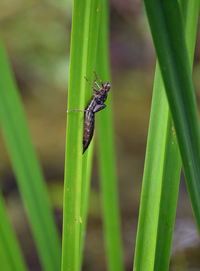 Close-up of insect on grass