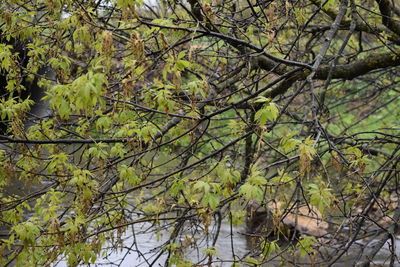 Trees by lake in forest