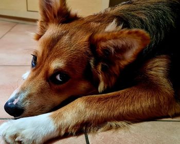 Close-up of a dog lying on floor at home