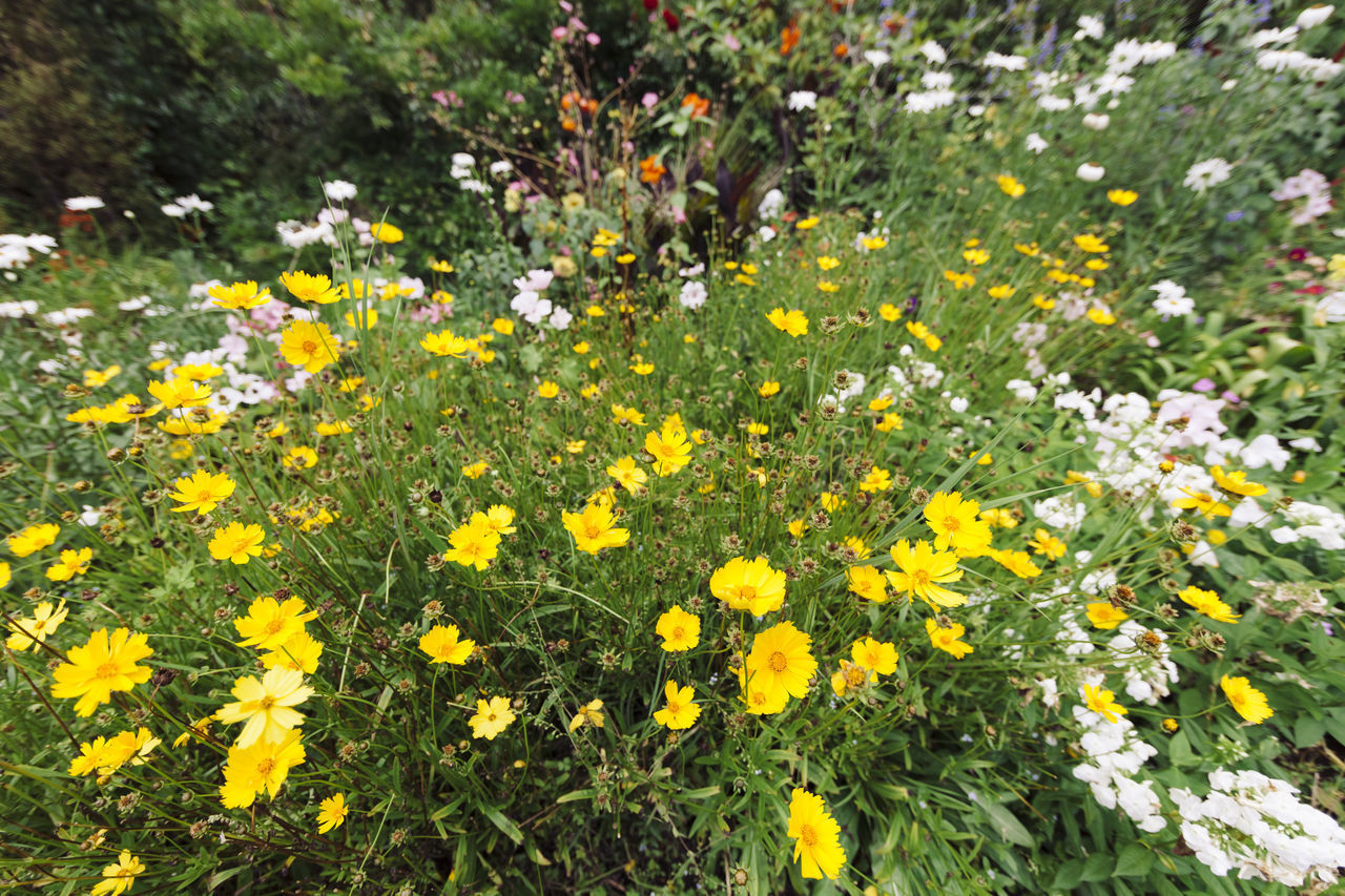 HIGH ANGLE VIEW OF FLOWERING PLANTS ON FIELD