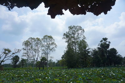 Scenic view of field against sky