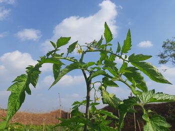 Plants growing on land against sky