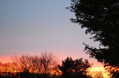 Silhouette of trees at sunset