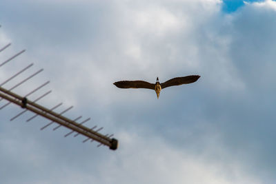 Low angle view of bird flying against sky