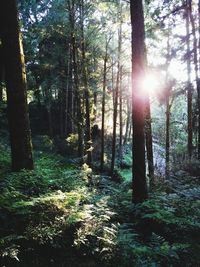 Trees in forest against bright sun