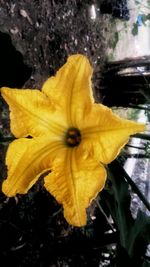 Close-up of yellow flowering plant