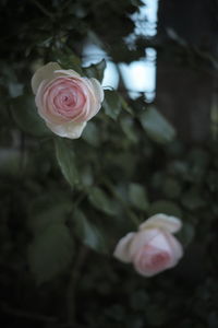 Close-up of pink rose