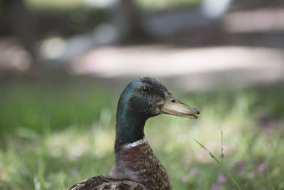 Immature mallard drake anas platyrhynchos