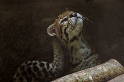 Cat looking away in zoo