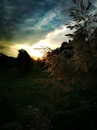 Silhouette trees on field against sky at sunset