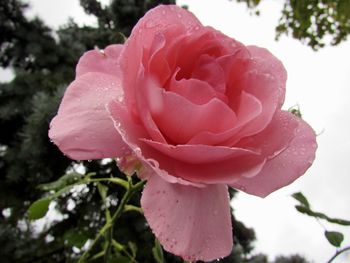 Close-up of wet pink flower