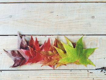 Close-up of leaves on wood