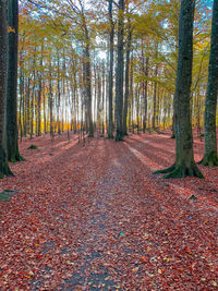 Trees growing in forest during autumn