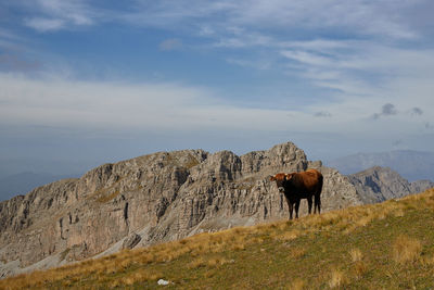 Horse standing on rock against sky