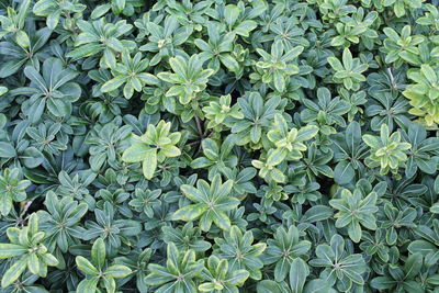 Full frame shot of plants growing in garden