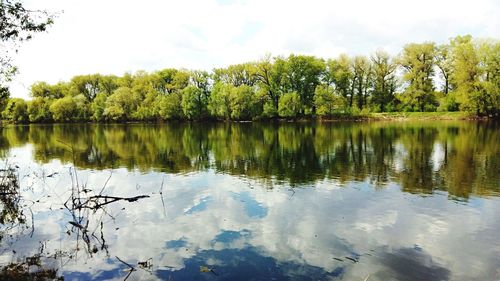 Reflection of trees in calm lake