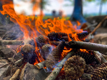 A burning wood fire with red flames and a glowing embers on a sunny spring morning in zurich