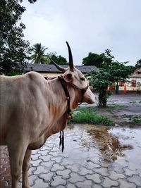 Horse standing in a water