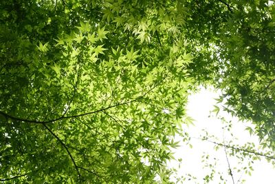 Low angle view of leaves against clear sky