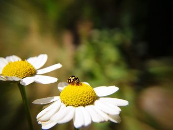 Close-up of bee on yellow flower