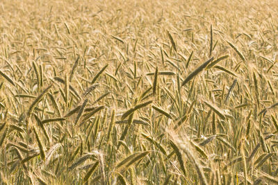 Full frame shot of wheat field