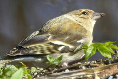 Close-up of an animal