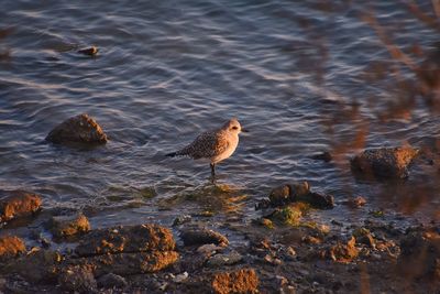 High angle view of bird perching on rock in lake