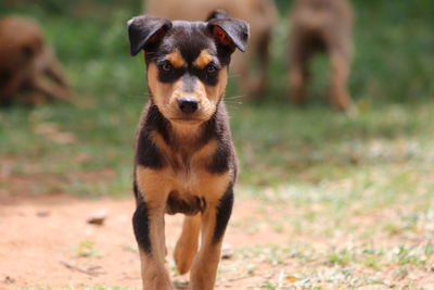 Portrait of dog standing on field