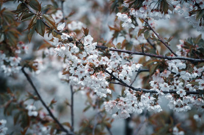 Close-up of cherry blossoms in spring