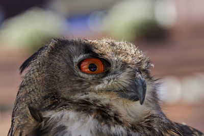 Close-up of an owl