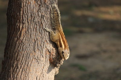 Close-up of squirrel on tree trunk