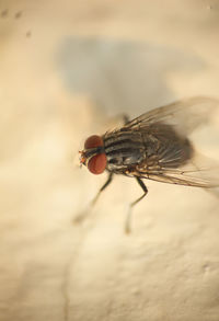 Close-up of fly