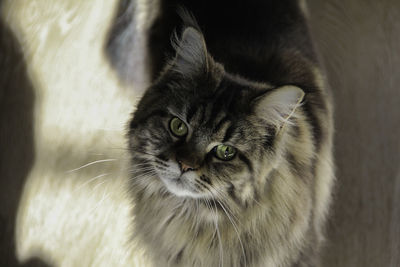 Portrait of a maine coon tabby cat in color. the cat is looking close-up at the camera.