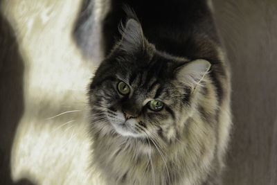 Close-up portrait of cat at home