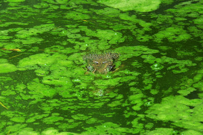 High angle view of turtle in lake