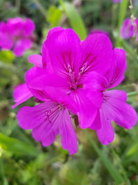 Close-up of pink flowers blooming outdoors