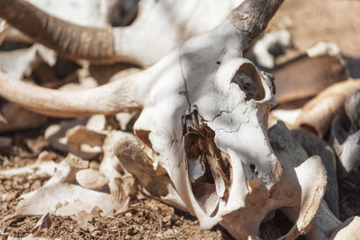 Close-up of animal skull on field