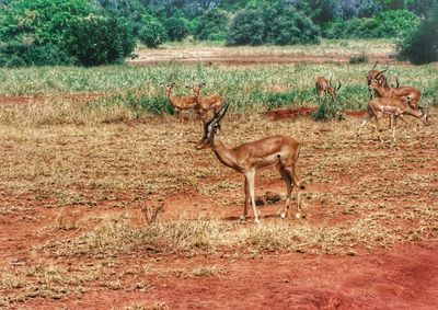 Deer grazing on grassy field